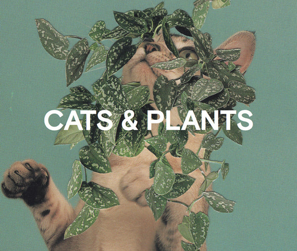The wonderful world of Cats and Plants